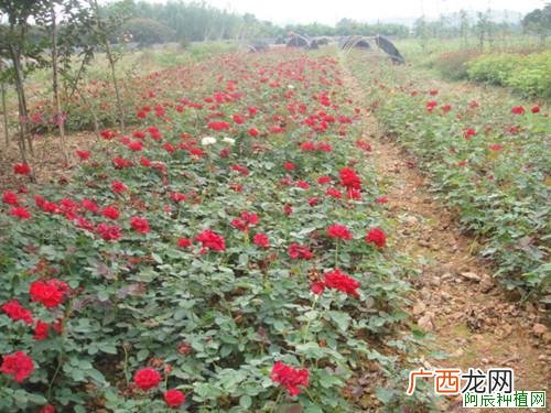 石榴树病虫害的药剂防治法