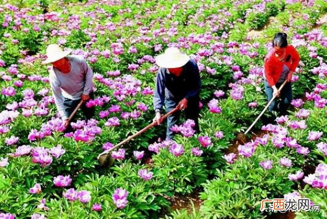 不愁销路的小型加工厂,农村干什么挣钱最快不要技术
