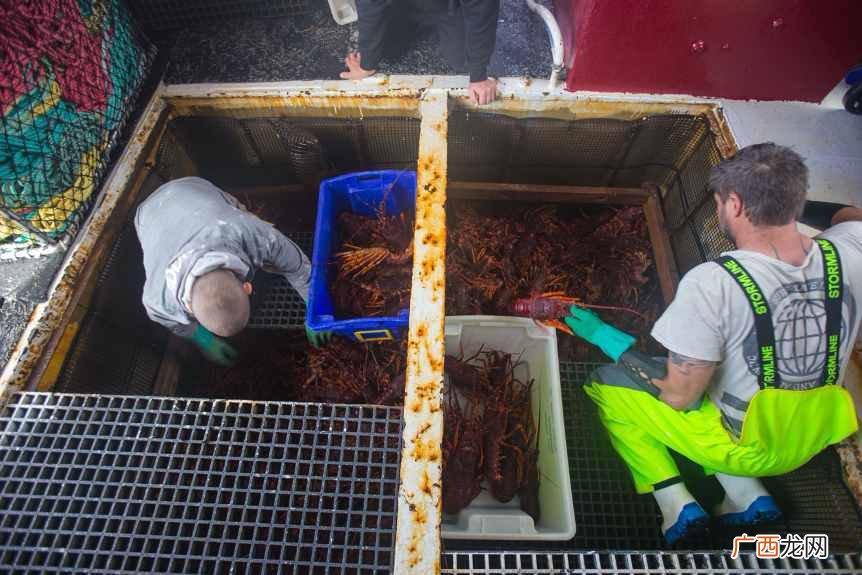 澳洲龙虾最新报价 新鲜的澳洲龙虾多少钱一斤