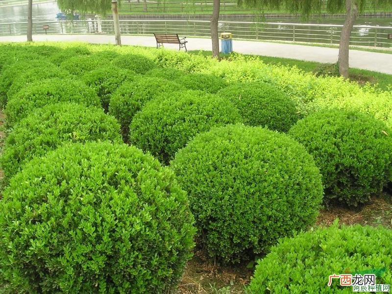 香椿种子怎么种，香椿种子的种植方法！