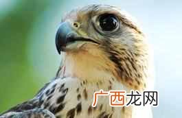 什么动物不可以私人养 隼最便宜多少钱一只