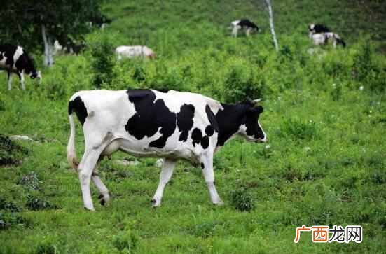 新西兰一头奶牛多少钱（奶牛休奶期分别是什么