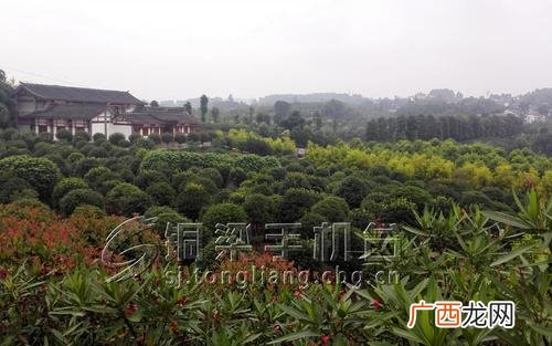 东海县大叶女贞苗圃园林基地 四川园林苗圃基地