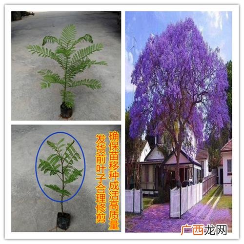 东海县大叶女贞苗圃园林基地 四川园林苗圃基地