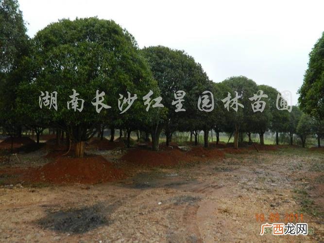 湖南花卉种植基地 湖南长沙园林苗圃基地