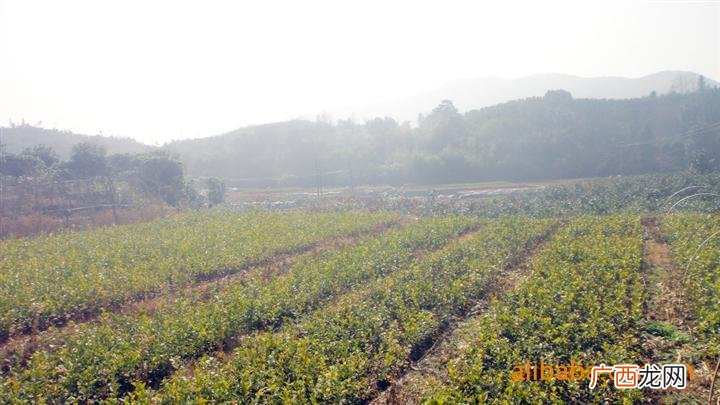 湖南花卉种植基地 湖南长沙园林苗圃基地