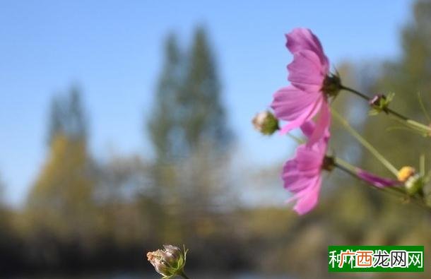 冬季千佛手怎么养?如何防治?