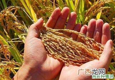 农民伯伯种植棉花为什么会大小苗？一起来看看吧