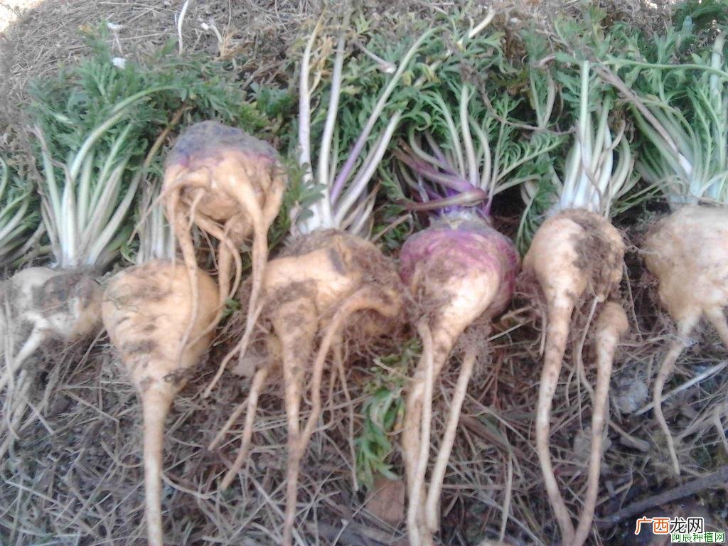 金银花如何栽培？金银花栽培方法！