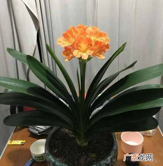 君子兰如何养护管理 君子兰养殖方法