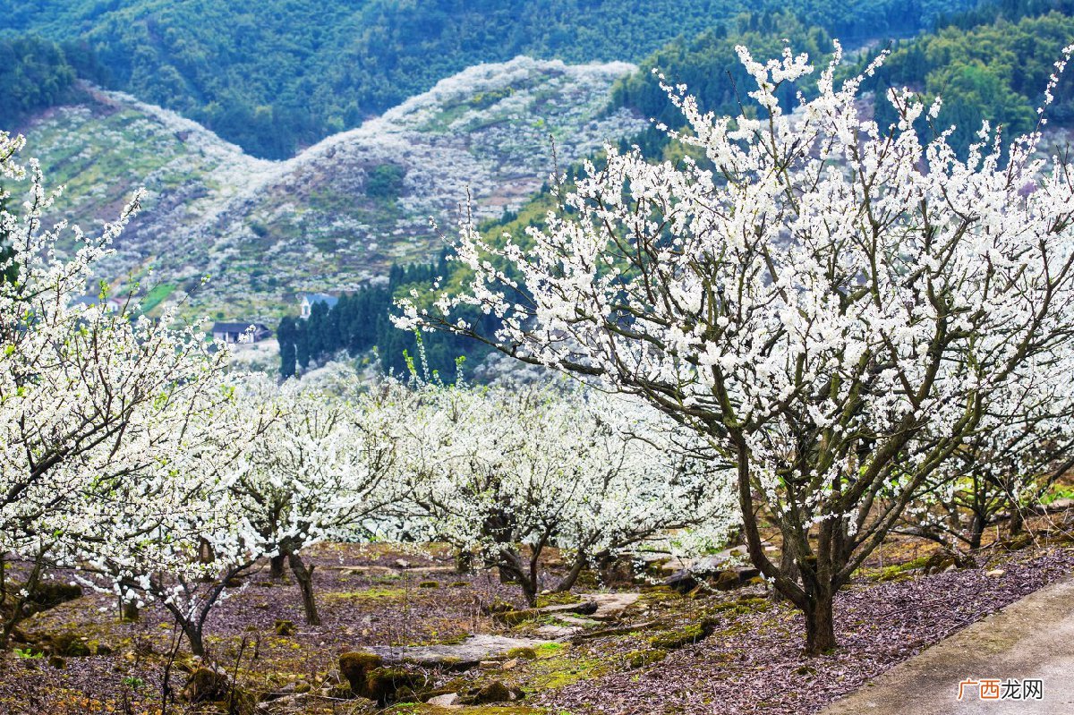 2022统景印盒李花节预约方式