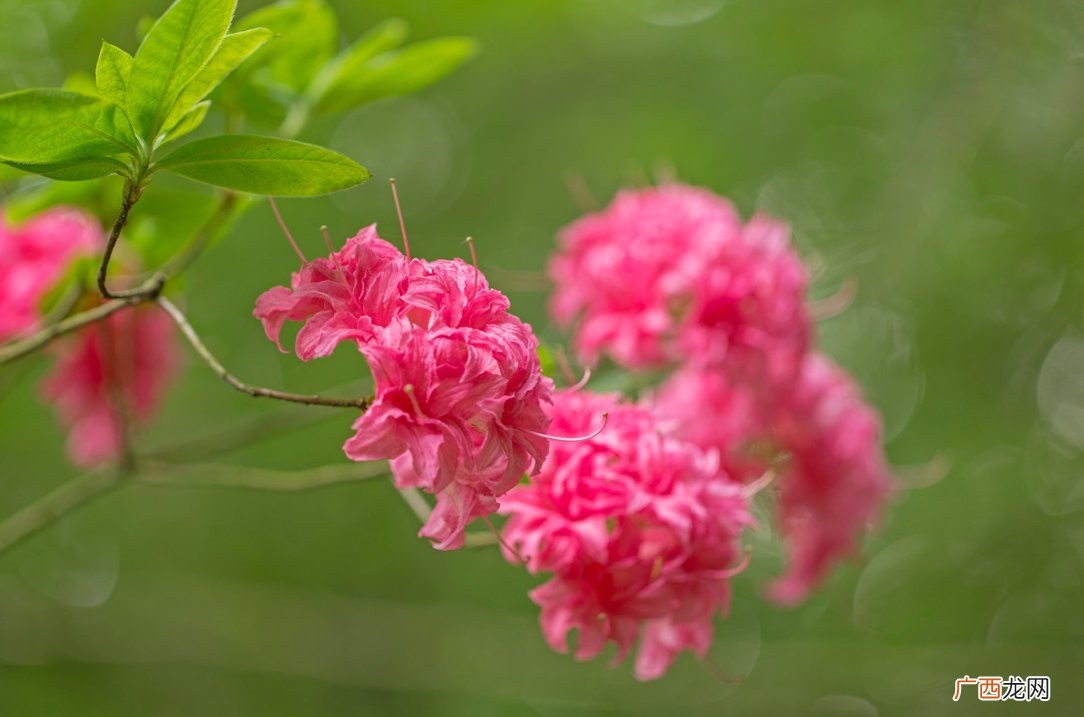 花卉+地点 2022重庆丰都踏春赏花指南