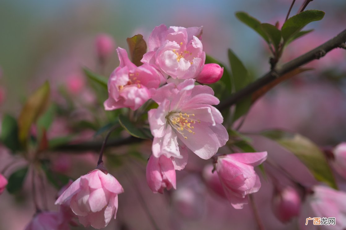 花卉+地点 2022重庆丰都踏春赏花指南