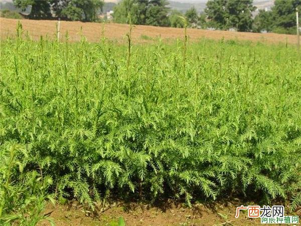 石榴树病虫害如何防治？石榴树病虫害防治方法
