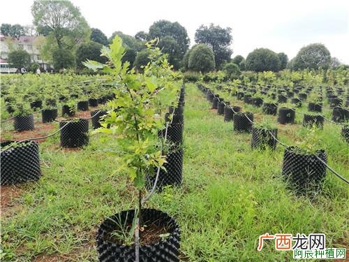油茶树嫁接技术：如何利用油茶树嫁接茶花？