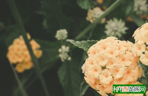荷花的花语是什么？一起来看看吧