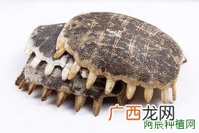 西洋参立枯病的症状及防治方法