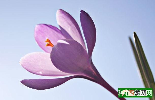 铁兰花苞变绿别紧张？不可不知