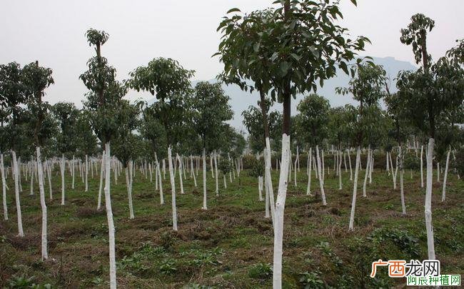 紫薇树怎样施肥？紫薇树施什么肥？