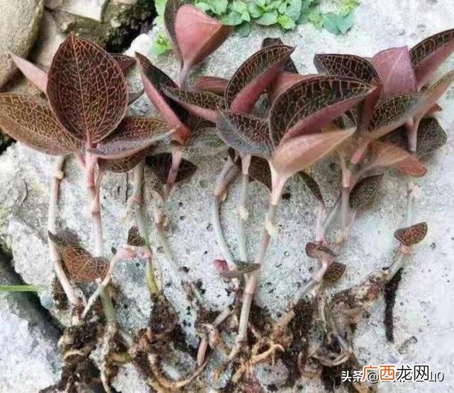 最贵的中药材一斤40万 致富经一亩地赚60万 摇钱树