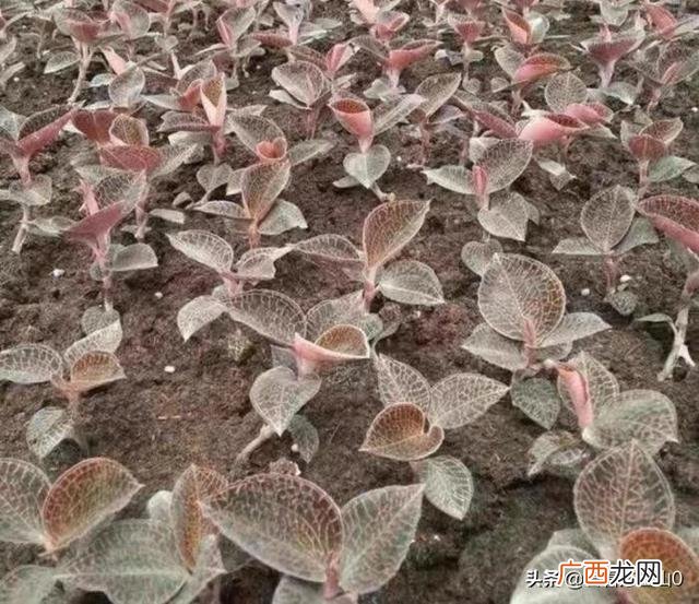 最贵的中药材一斤40万 致富经一亩地赚60万 摇钱树