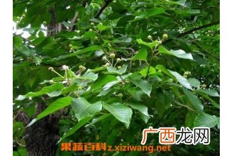 喜树的功效与作用 喜树的化学成分