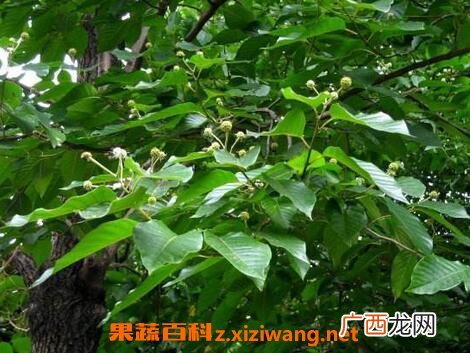 喜树的功效与作用 喜树的化学成分