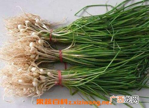 中药薤白性味归经 薤白的功效作用及应用