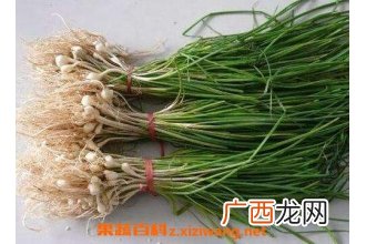 中药薤白性味归经 薤白的功效作用及应用