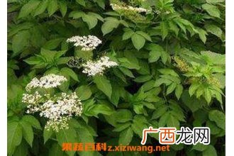 走马风的功效与作用 走马风的药用价值