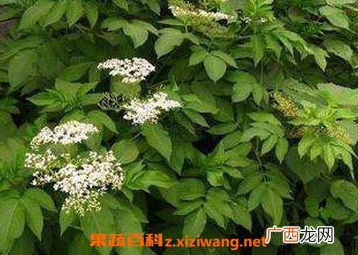 走马风的功效与作用 走马风的药用价值