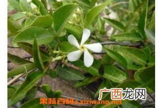 络石藤的功效与作用 络石藤的药用价值