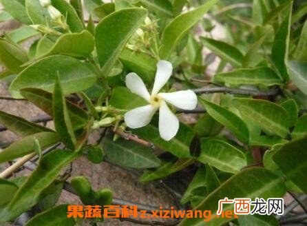 络石藤的功效与作用 络石藤的药用价值