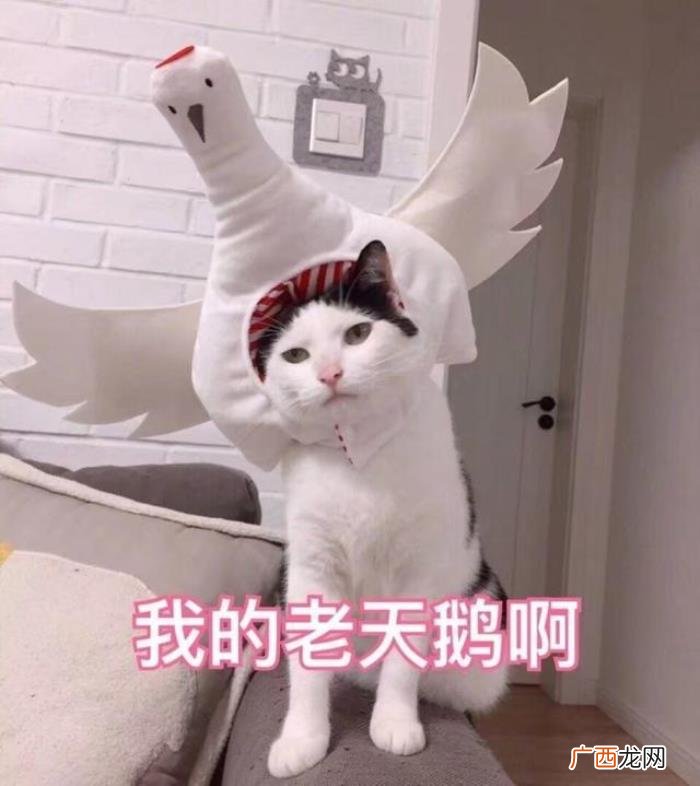 吴亦凡有女朋友了吗，吴亦凡有几个女朋友