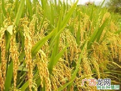 冬小麦秋苗期？如何防治？