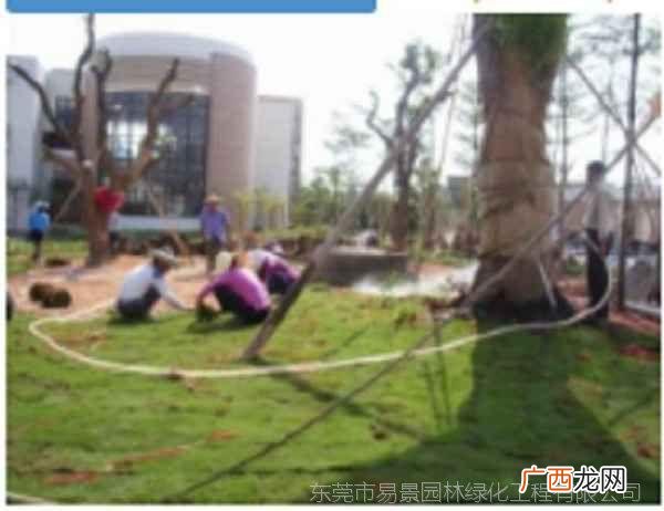 东莞市新城园林花艺有限公司 东莞园林绿化总公司
