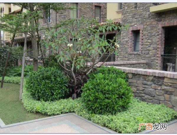 东莞市新城园林花艺有限公司 东莞园林绿化总公司