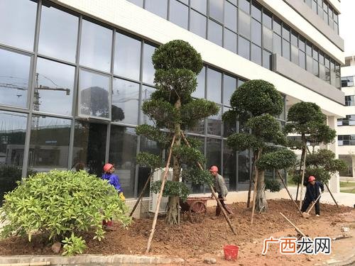 东华集团 广东东华园林绿化工程有限公司