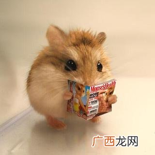 生猪屠宰流程视频 刺猪的养殖视频教程