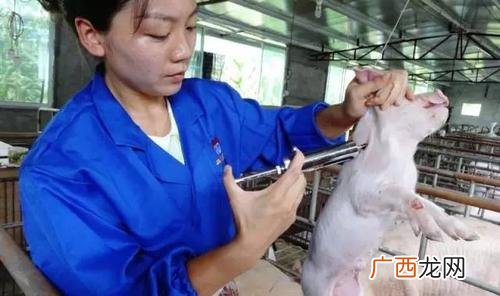 生猪屠宰流程视频 刺猪的养殖视频教程