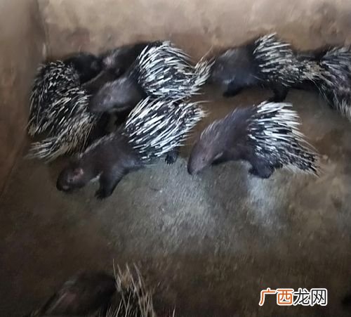 养殖刺猪的价格与利润 刺猪养殖与管理