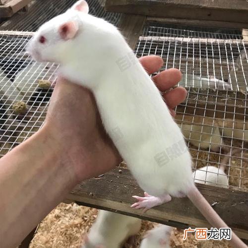 鸵鸟养殖技术 大白叼养殖技术