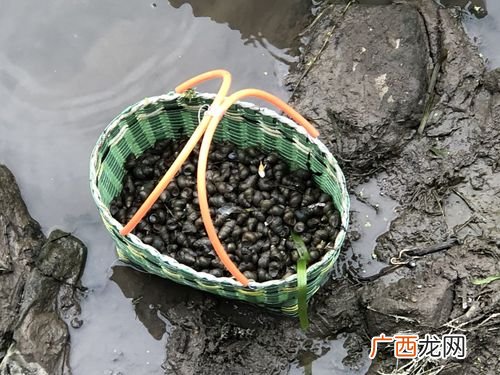 大的田螺叫什么 大螺蛳怎么养殖技术