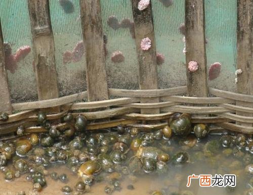 大的田螺叫什么 大螺蛳怎么养殖技术