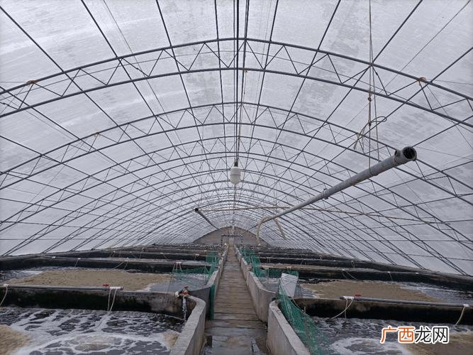 工厂化养殖南美白对虾最新方法 大棚养殖南美白的经验