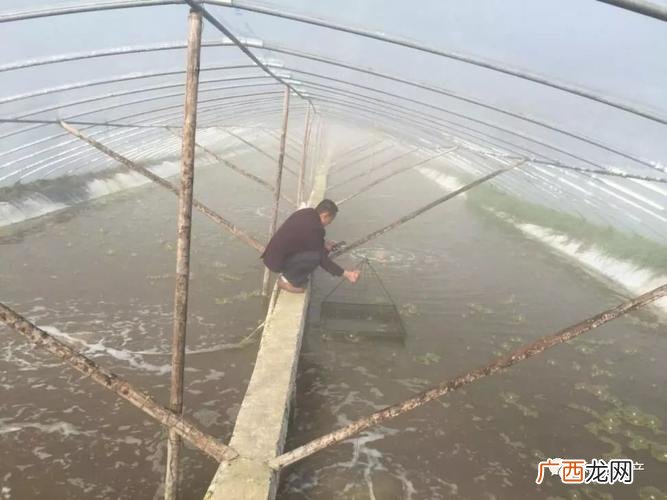 工厂化养殖南美白对虾最新方法 大棚养殖南美白的经验