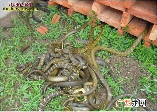 农广天地大王蛇养殖视频 大王蛇养殖技术资料
