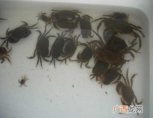 大闸蟹生活在淡水还是咸水 大闸蟹可以咸水养殖吗