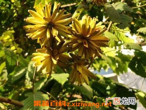 喜树果的功效与作用 喜树果的毒副作用