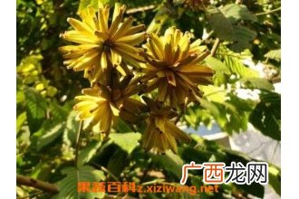 喜树果的功效与作用 喜树果的毒副作用